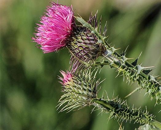 Milk Thistle - anatomē