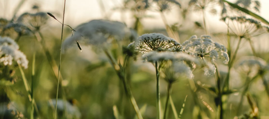 Our 4 favourite adaptogens - anatomē