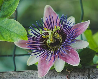 Passion Flower - anatomē