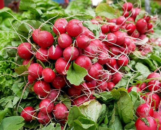 Radish Root