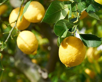 Sicilian Lemon - anatomē