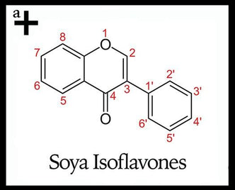 Soya Isoflavones - anatomē
