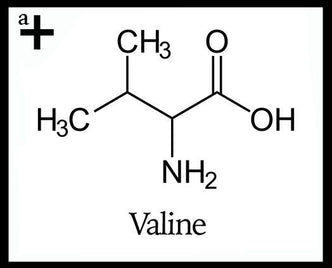 Valine - anatomē