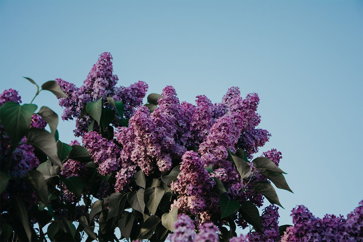 What is aromachology? - anatomē