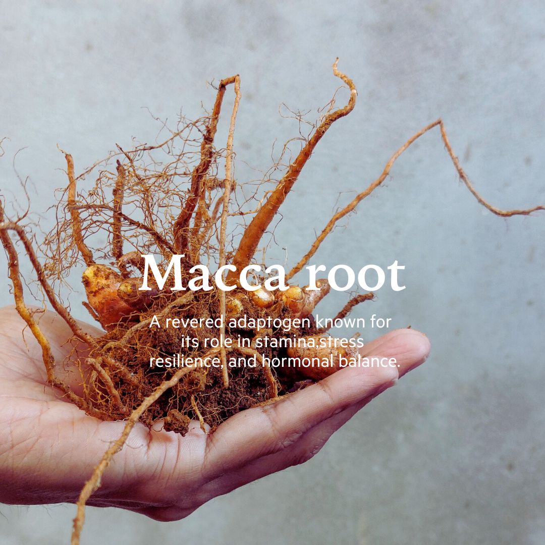 Maca Root and Ingredients