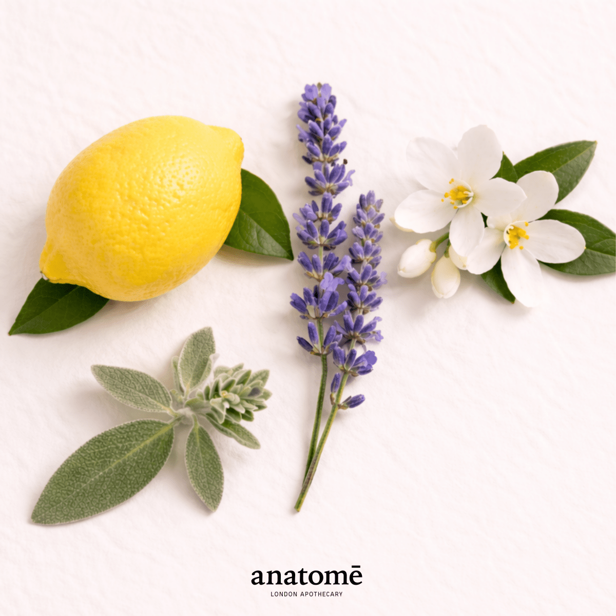 anatome Botanical Hand Wash 300ml - anatomē