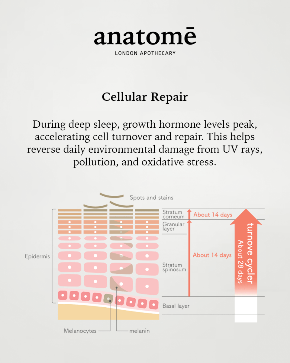 Illuminating Rose - hip, Grape Seed & Avocado Face Oil - anatomē