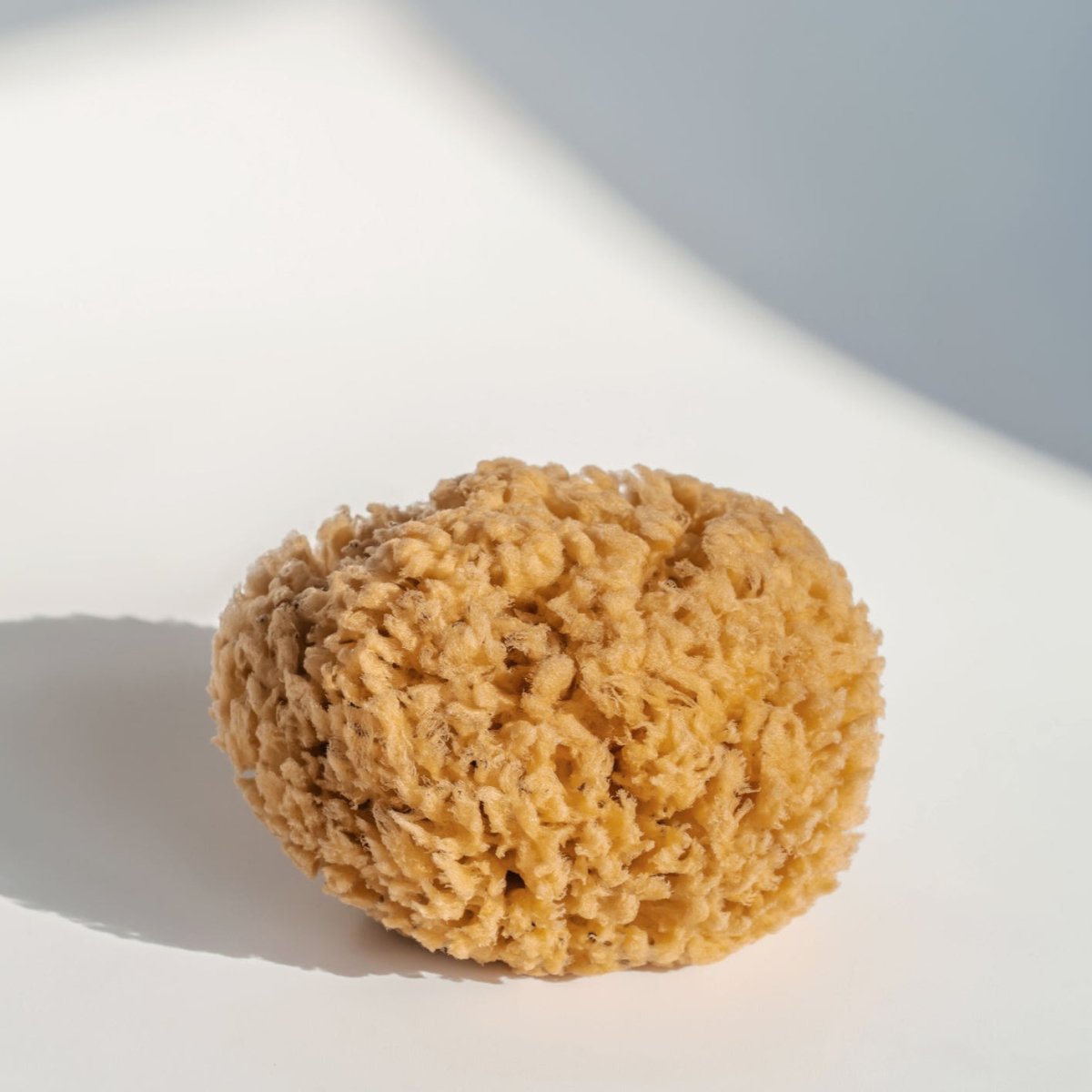 Natural Honeycomb Sea Sponge | 5.5 - 6" - anatomē