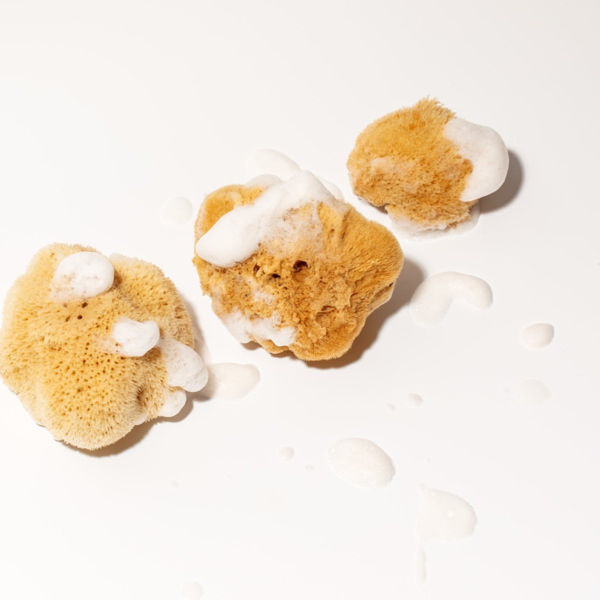Natural Honeycomb Sea Sponge | 5.5 - 6" - anatomē