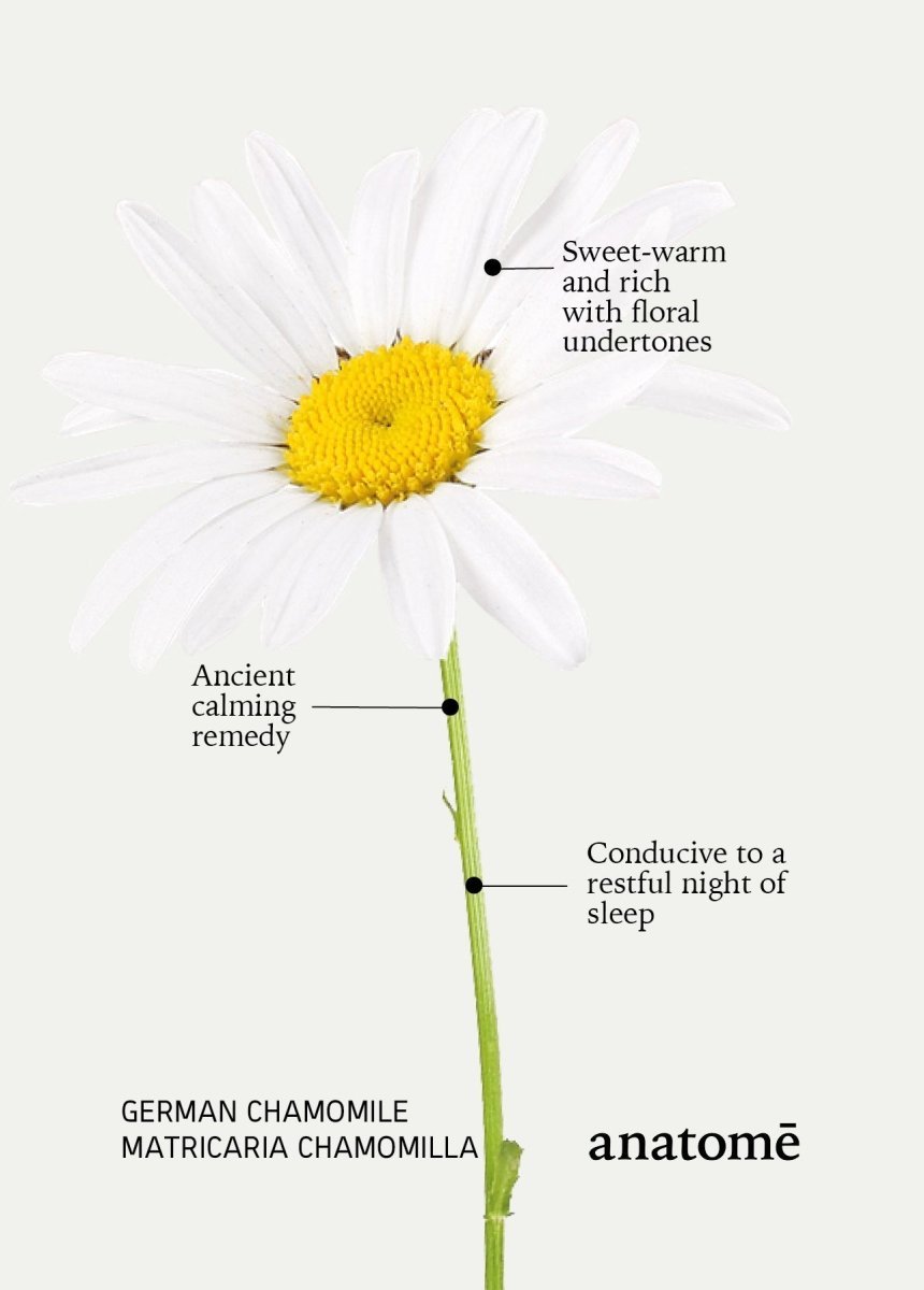 Restless Mind Sensory Travel Sleep Oil | Roman Chamomile - anatomē