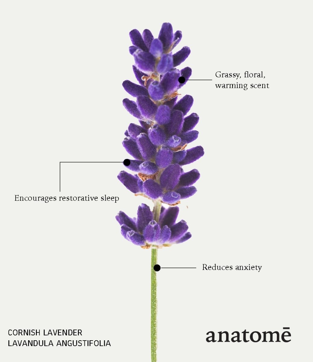 A lavender flower